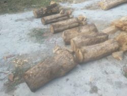 Petugas Gabungan Polres Situbondo dan Perhutani Berhasil Mengungkap Kasus Illegal Logging