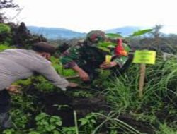 Perhutani KPH Bondowoso Bersama Posramil Ijen Laksanakan Penanaman Pohon