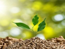 Peluang dan Tantangan Energi Biomassa dalam Menyediakan Listrik Ramah Lingkungan