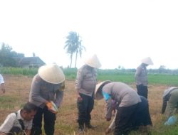 Dalam Rangka Mendukung Ketahanan Pangan, Polsek Cermee Laksanakan Penanaman Jagung