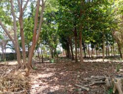 Hutan Smada Situbondo Disiapkan Jadi Edu Wisata, Siapa Dalang Aksi Demo Siswa?