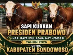 Jelang Idul Adha 1447 H, Presiden Prabowo Salurkan Dua Sapi Jumbo ke Bondowoso