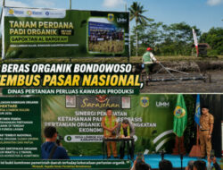 Beras Organik Bondowoso Tembus Pasar Nasional, Dinas Pertanian Perluas Kawasan Produksi