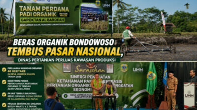 Beras Organik Bondowoso Tembus Pasar Nasional, Dinas Pertanian Perluas Kawasan Produksi