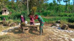 Di Setiap Kegiatan Warga, Babinsa Hadir: Serda Dedik Ugas Bantu Petani Panen