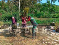 Di Setiap Kegiatan Warga, Babinsa Hadir: Serda Dedik Ugas Bantu Petani Panen
