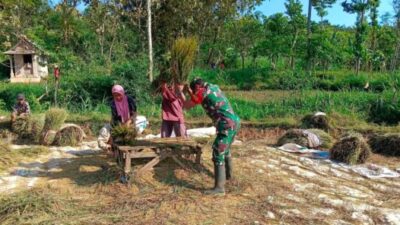 Di Setiap Kegiatan Warga, Babinsa Hadir: Serda Dedik Ugas Bantu Petani Panen
