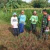 Hari Minggu Tetap Berkarya, Babinsa dan Petani Bersatu di Lahan Penanaman Jagung Bisi 18