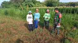 Hari Minggu Tetap Berkarya, Babinsa dan Petani Bersatu di Lahan Penanaman Jagung Bisi 18