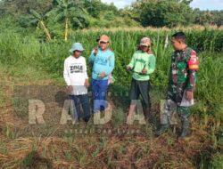 Hari Minggu Tetap Berkarya, Babinsa dan Petani Bersatu di Lahan Penanaman Jagung Bisi 18
