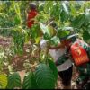 Dari Kebun Kopi, Babinsa Wujudkan Kepedulian TNI kepada Petani