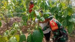 Dari Kebun Kopi, Babinsa Wujudkan Kepedulian TNI kepada Petani