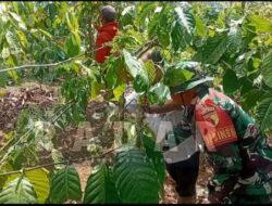 Dari Kebun Kopi, Babinsa Wujudkan Kepedulian TNI kepada Petani