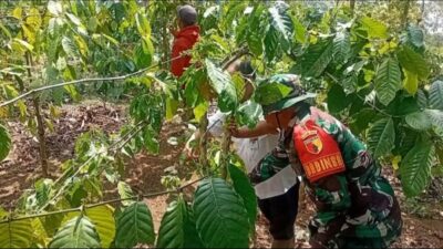 Dari Kebun Kopi, Babinsa Wujudkan Kepedulian TNI kepada Petani
